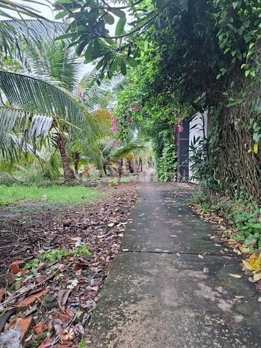 Bán đất vườn dừa chính chủ 