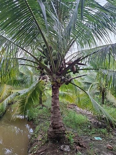 Bán đất vườn dừa chính chủ 