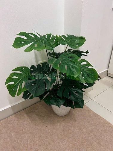 CC cho thuê CHDV trung tâm Q3, đầy đủ NT, giờ giấc tự do.