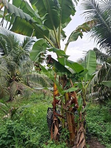 Bán đất vườn dừa chính chủ 