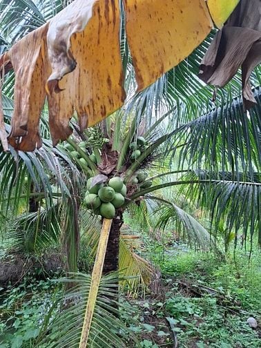 Bán đất vườn dừa chính chủ 
