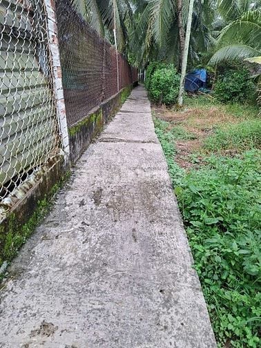 Bán đất vườn dừa chính chủ 