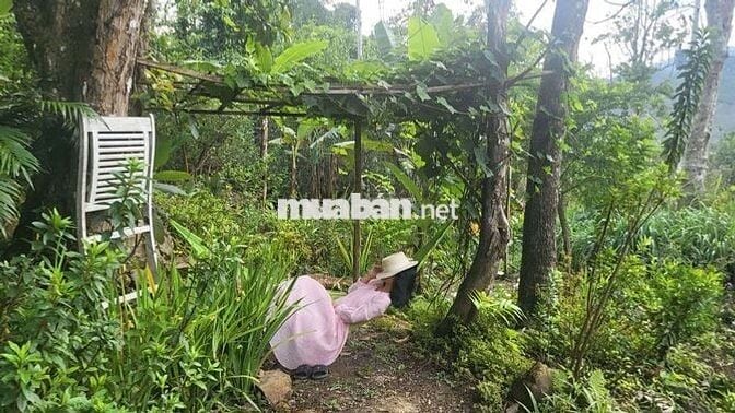 🌿Khi thành phố quá chật chội người ta bắt đầu mơ về một nơi bìnhyên🏡