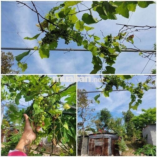 🌿Khi thành phố quá chật chội người ta bắt đầu mơ về một nơi bìnhyên🏡