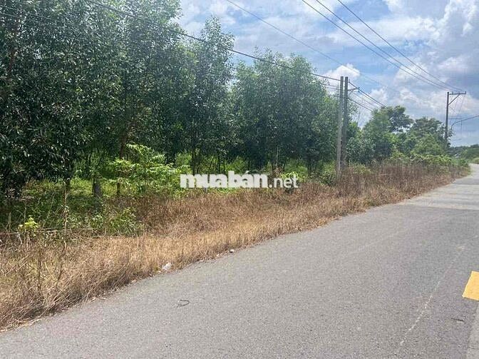 cần bán 3500m vuông ONT tại Long Tân, Dầu Tiếng, Bình Dương. Giá 9 tỷ