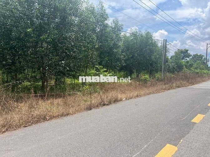 cần bán 3500m vuông ONT tại Long Tân, Dầu Tiếng, Bình Dương. Giá 9 tỷ