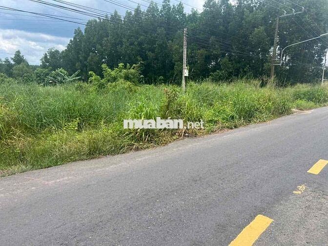 cần bán 3500m vuông ONT tại Long Tân, Dầu Tiếng, Bình Dương. Giá 9 tỷ