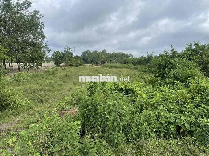 Chính chủ cần bán đất tại đường Hồ Chí Minh, 6 tỷ, 1646,7m2, sổ riêng.