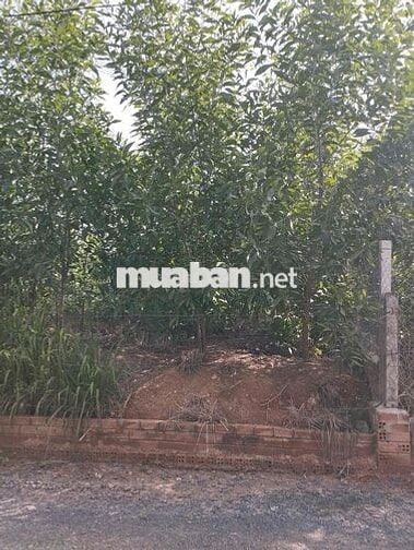 Đất 5x22m Thiện Tân 890tr sổ riêng full thổ cư