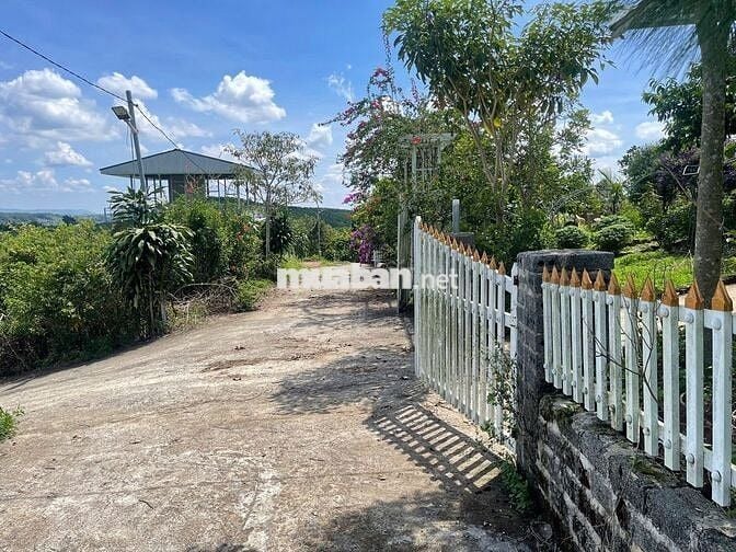 VIEW SĂN MÂY ĐẠI LÀO - BẢO LỘC DT 1009M2(16MX52M) CÓ VƯỜN CÂY ĂN TRÁI