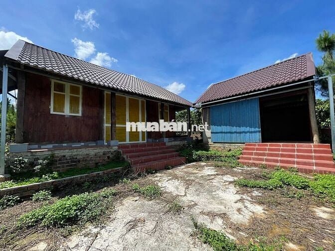 VIEW SĂN MÂY ĐẠI LÀO - BẢO LỘC DT 1009M2(16MX52M) CÓ VƯỜN CÂY ĂN TRÁI