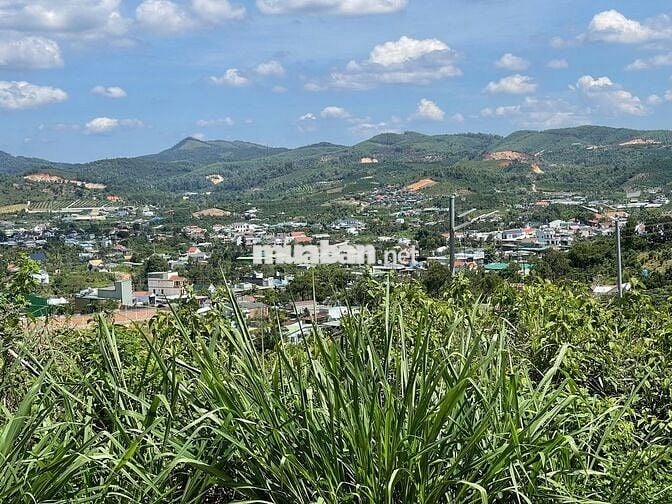 VIEW SĂN MÂY ĐẠI LÀO - BẢO LỘC DT 1009M2(16MX52M) CÓ VƯỜN CÂY ĂN TRÁI
