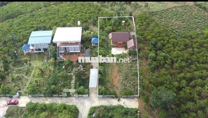 VIEW SĂN MÂY ĐẠI LÀO - BẢO LỘC DT 1009M2(16MX52M) CÓ VƯỜN CÂY ĂN TRÁI