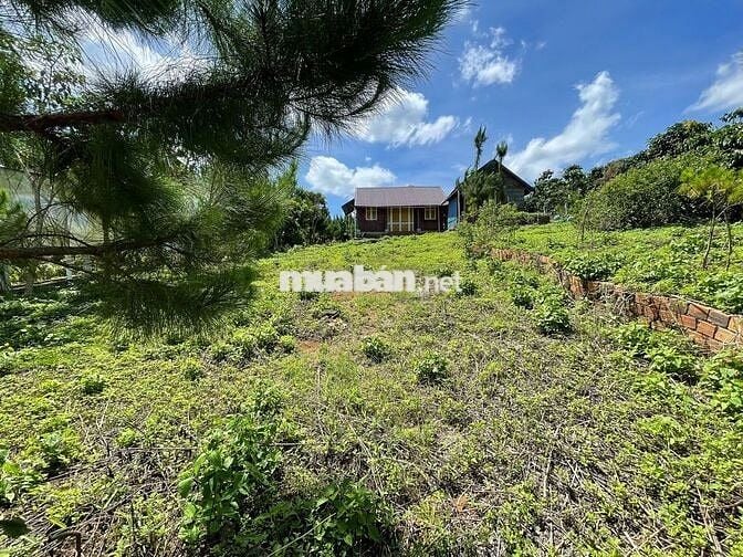 VIEW SĂN MÂY ĐẠI LÀO - BẢO LỘC DT 1009M2(16MX52M) CÓ VƯỜN CÂY ĂN TRÁI