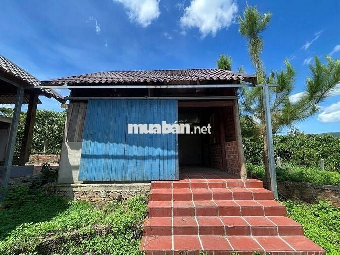 VIEW SĂN MÂY ĐẠI LÀO - BẢO LỘC DT 1009M2(16MX52M) CÓ VƯỜN CÂY ĂN TRÁI
