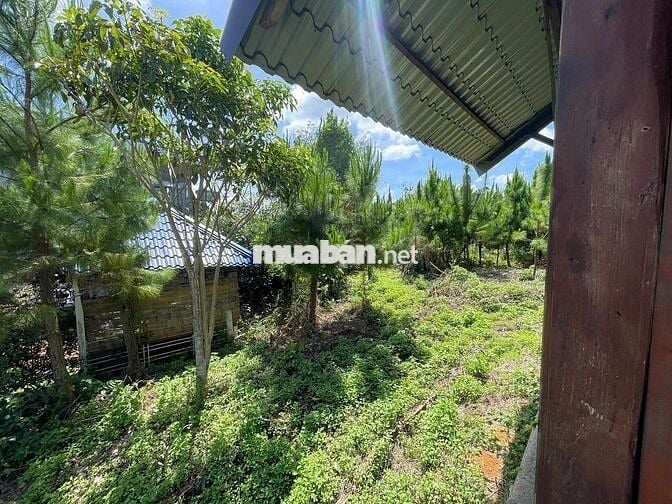 VIEW SĂN MÂY ĐẠI LÀO - BẢO LỘC DT 1009M2(16MX52M) CÓ VƯỜN CÂY ĂN TRÁI