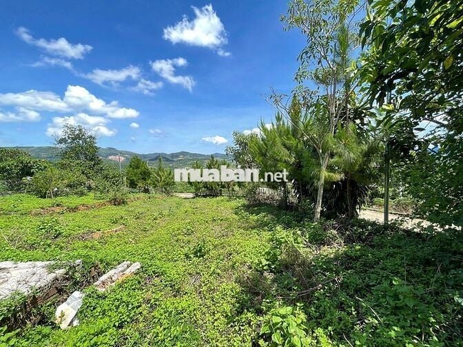 VIEW SĂN MÂY ĐẠI LÀO - BẢO LỘC DT 1009M2(16MX52M) CÓ VƯỜN CÂY ĂN TRÁI