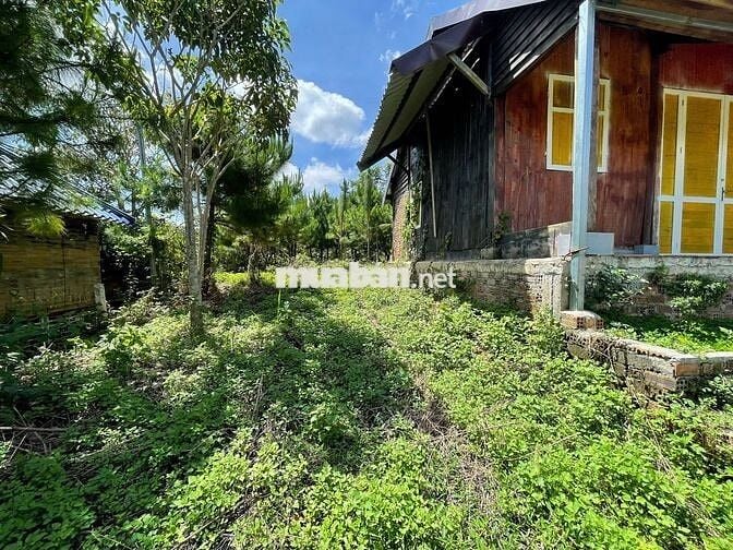 VIEW SĂN MÂY ĐẠI LÀO - BẢO LỘC DT 1009M2(16MX52M) CÓ VƯỜN CÂY ĂN TRÁI