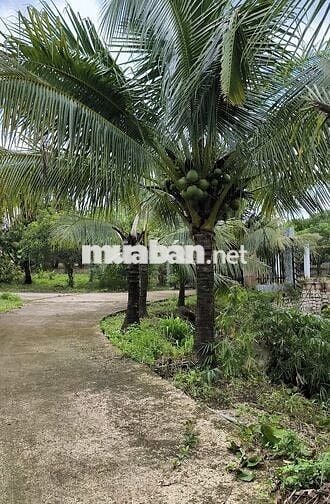 Cần bán 2.13 hecta view suối ở Hắc Dịch,TP.Phú Mỹ