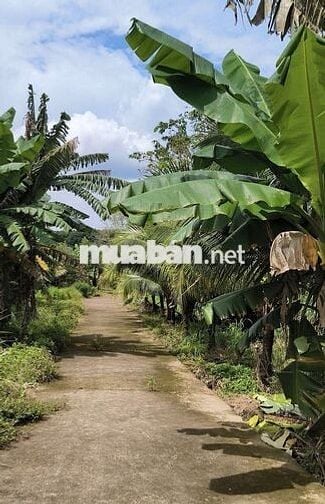 Cần bán 2.13 hecta view suối ở Hắc Dịch,TP.Phú Mỹ