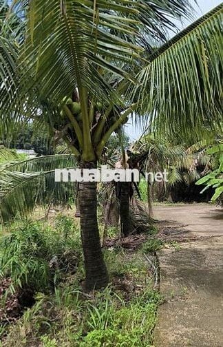 Cần bán 2.13 hecta view suối ở Hắc Dịch,TP.Phú Mỹ
