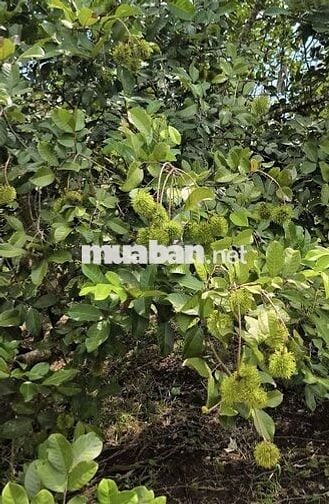 Cần bán 2.13 hecta view suối ở Hắc Dịch,TP.Phú Mỹ
