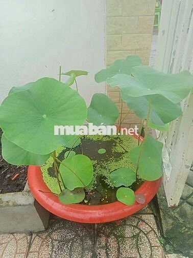 Bán nhà vườn số 109C đường cặp sông Cái Răng Bé, cách quốc lộ 1A 500m