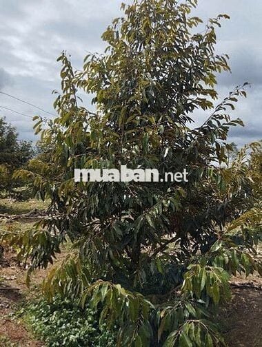 Rẫy 2,6 héc, đất đỏ bằng phẳng, nhà cửa điện nước, ống chôn sẵn.