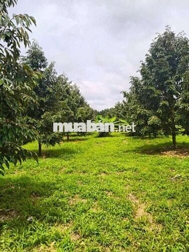 BÁN VƯỜN SẦU RIÊNG ĐÔNG ĐẶC HÒA BẮC DI LINH