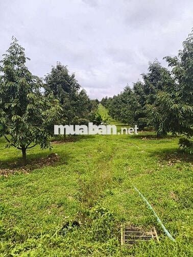 BÁN VƯỜN SẦU RIÊNG ĐÔNG ĐẶC HÒA BẮC DI LINH