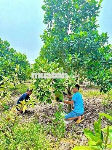 Chủ kẹt quá cần bán vườn Mít đang cho thu hoạch