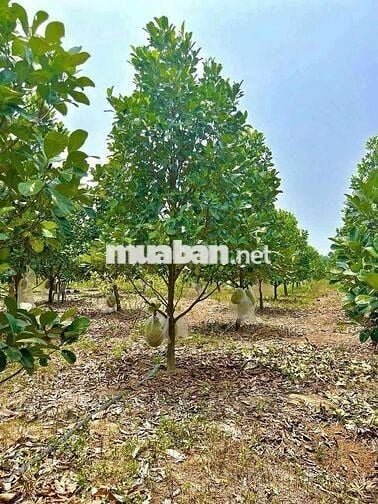 Chủ kẹt quá cần bán vườn Mít đang cho thu hoạch