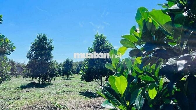 Chủ kẹt quá cần bán vườn Mít đang cho thu hoạch