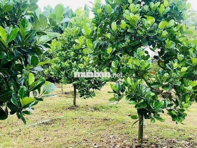 Chủ kẹt quá cần bán vườn Mít đang cho thu hoạch