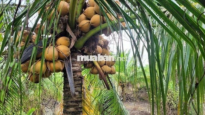 Bán đất chính chủ Ấp Mỹ Hưng, Phường Mỹ Phong, Tp Mỹ Tho, Tiền Giang