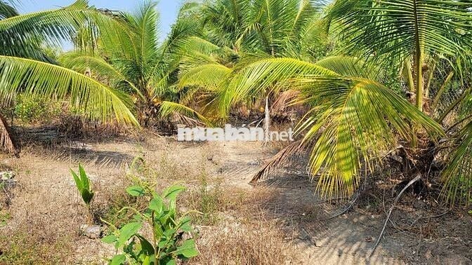 Bán đất chính chủ Ấp Mỹ Hưng, Phường Mỹ Phong, Tp Mỹ Tho, Tiền Giang