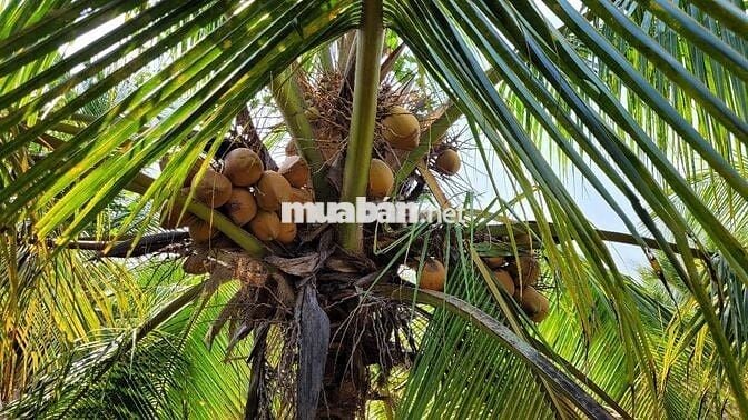 Bán đất chính chủ Ấp Mỹ Hưng, Phường Mỹ Phong, Tp Mỹ Tho, Tiền Giang