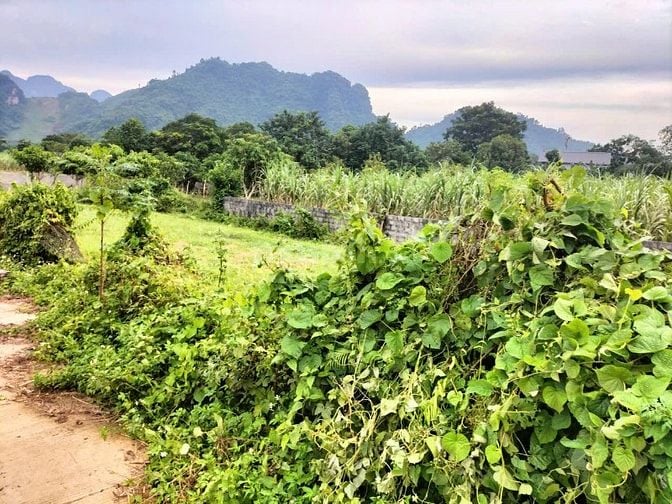 1762m full thổ cư thoáng đẹp bằng phẳng kim bôi Hòa Bình Cần bán gấp 