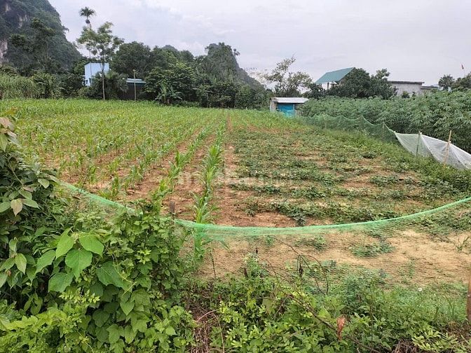 1762m full thổ cư thoáng đẹp bằng phẳng kim bôi Hòa Bình Cần bán gấp 