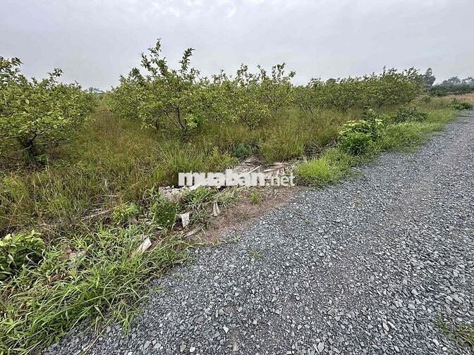 3100m(44x65m) chuyển full thổ cư. Nhựa vô 300m, về Bình Chánh 15km