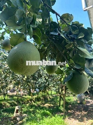 Bán gấp lô đất vườn bưởi, 700 triệu, SHR công chứng ngay