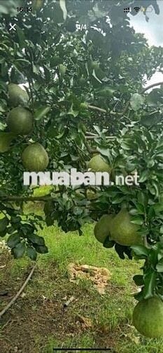 Bán gấp lô đất vườn bưởi, 700 triệu, SHR công chứng ngay