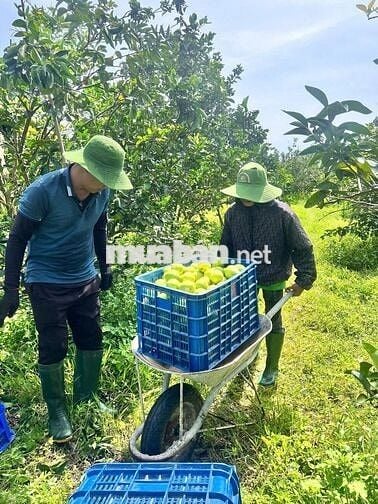 Bán gấp lô đất vườn bưởi, 700 triệu, SHR công chứng ngay