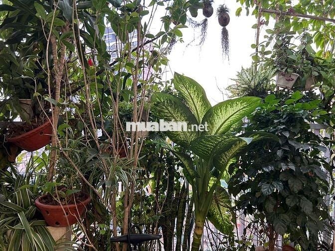 Vào luôn CHCC Golden Palace - Mễ Trì 128m2 3PN giá 19tr/th full đồ đẹp