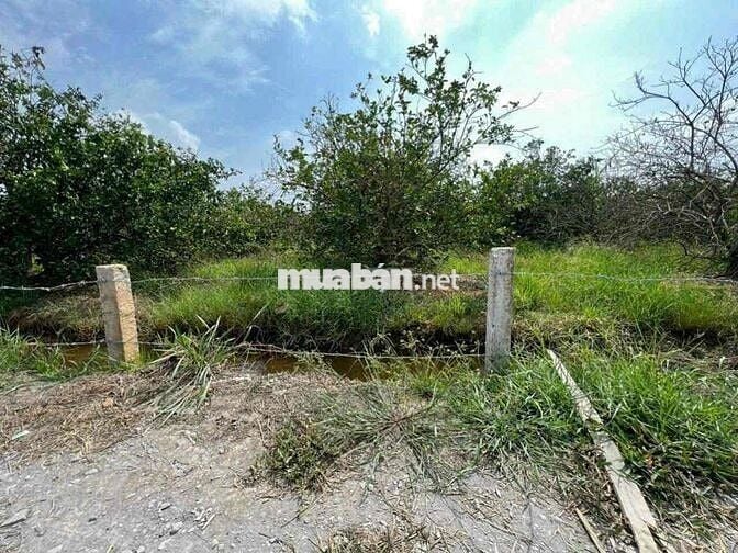 1000m Đất Vườn DT Đẹp 18x55m Có Thể Hiện Đường