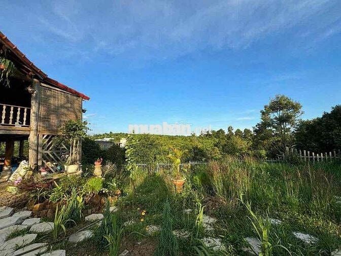 Homestay nhà gỗ ngay trung tâm P. Lộc Sơn Bảo Lộc DT: 520m2 - TC 270m