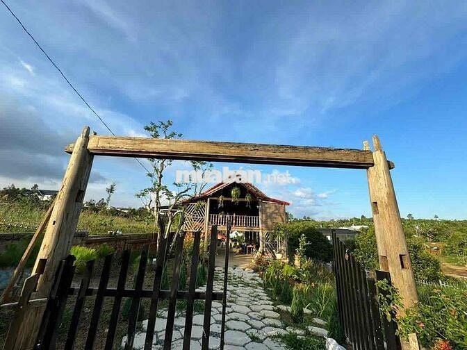 Homestay nhà gỗ ngay trung tâm P. Lộc Sơn Bảo Lộc DT: 520m2 - TC 270m