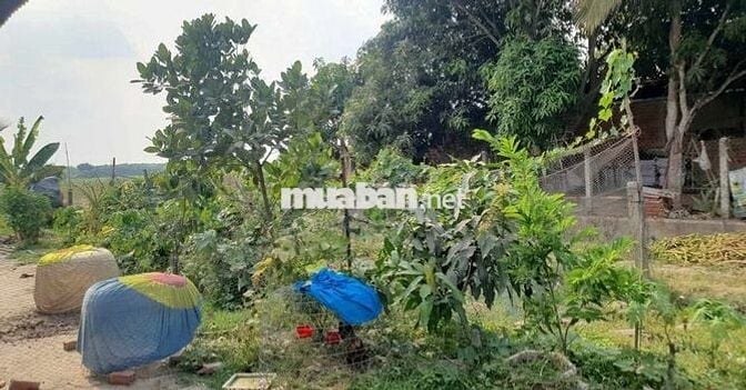Mảnh vườn mẫu tâm huyết cần ra đi