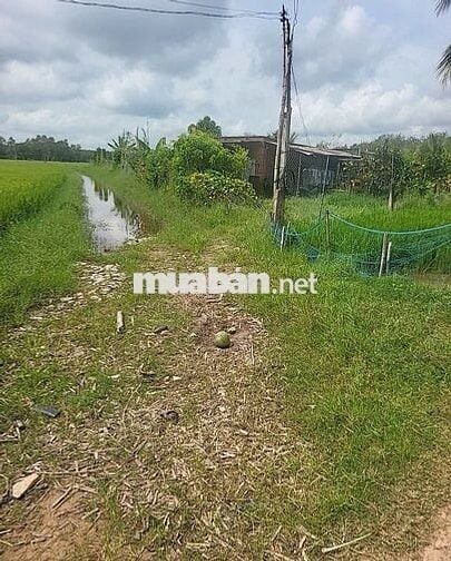 Mảnh vườn mẫu tâm huyết cần ra đi