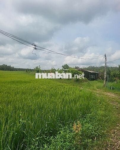 Mảnh vườn mẫu tâm huyết cần ra đi